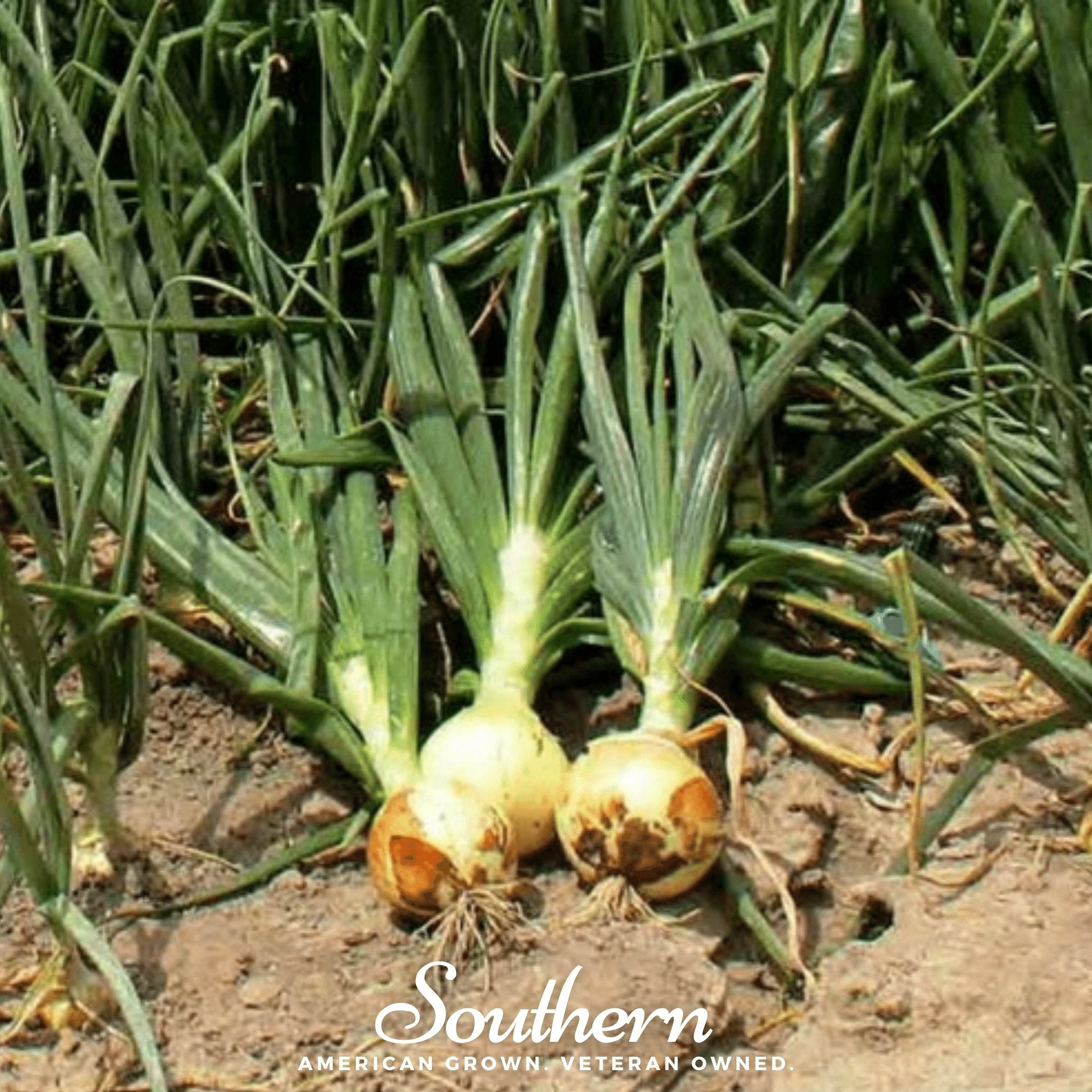 Spanish Yellow Sweet Onion – 200 Seeds Southern Seeds