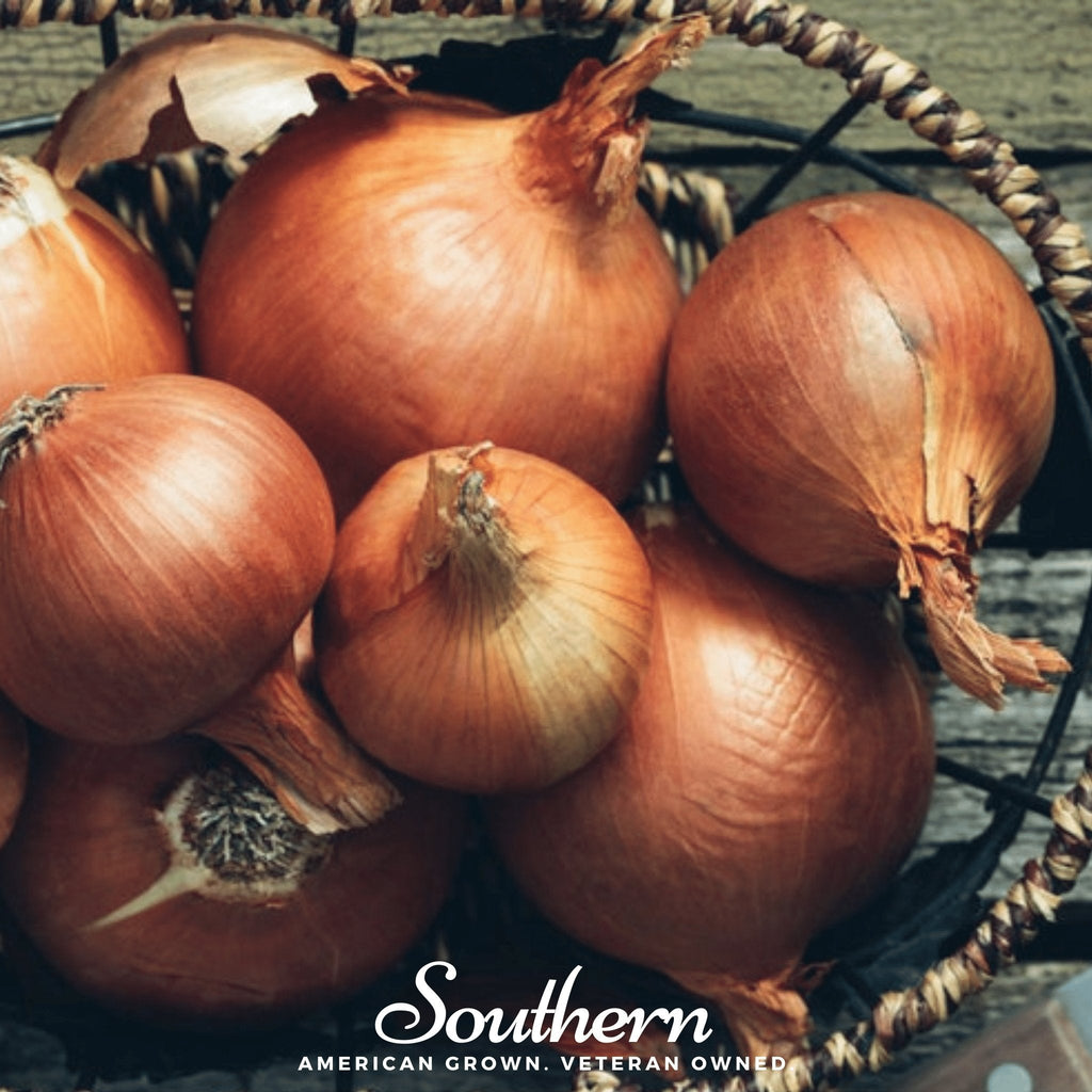 Spanish Yellow Sweet Onion – 200 Seeds Southern Seeds