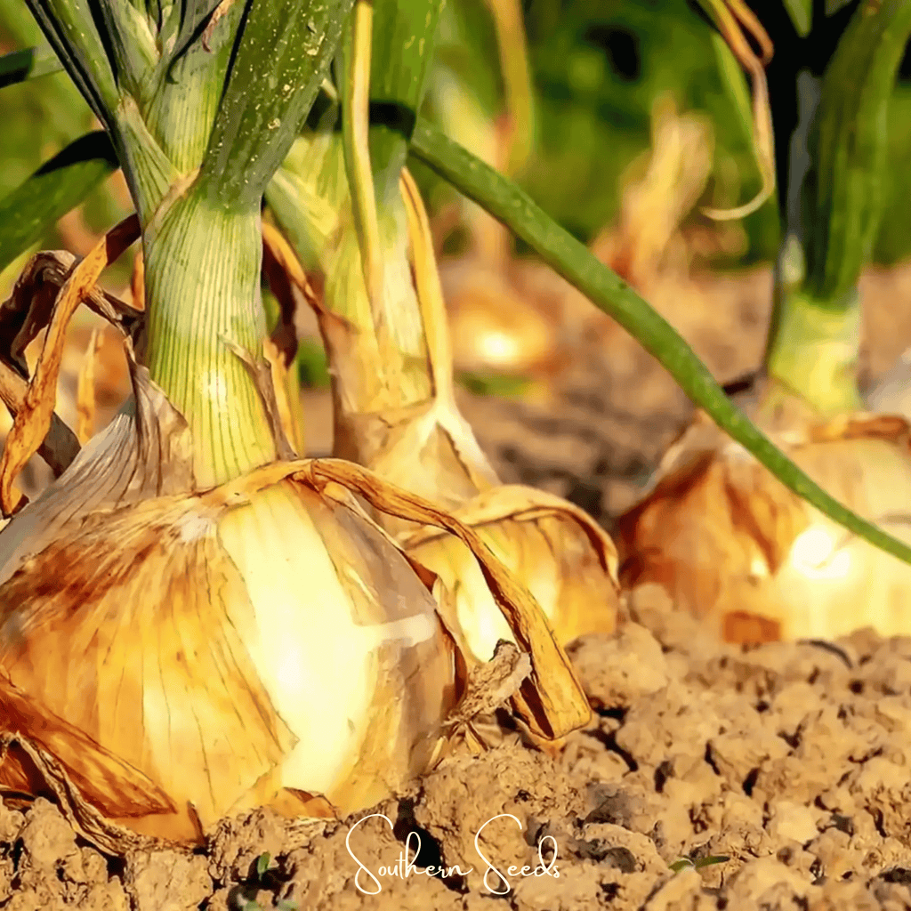Texas Grano Early Onion – 200 Seeds Southern Seeds