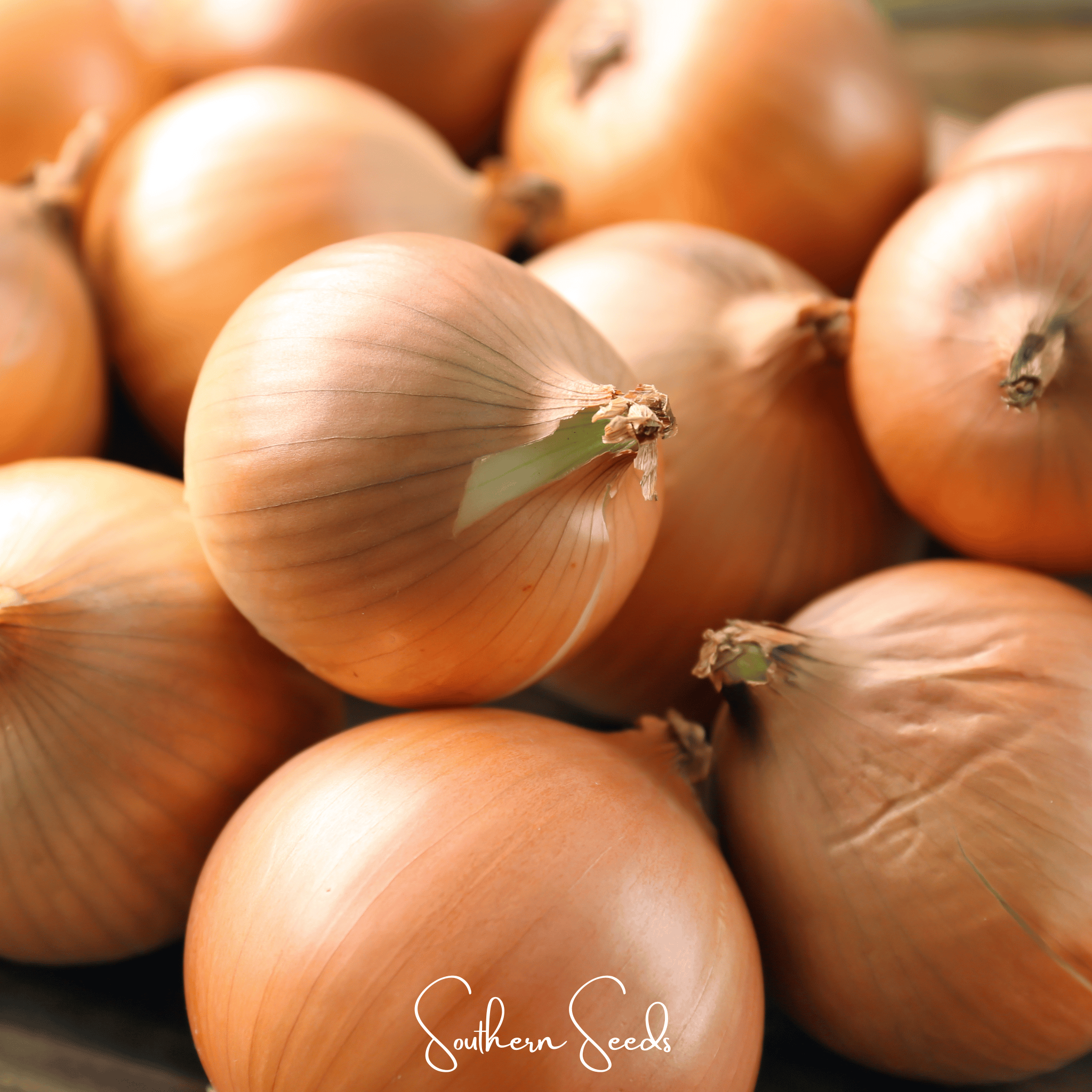 Texas Grano Early Onion – 200 Seeds Southern Seeds