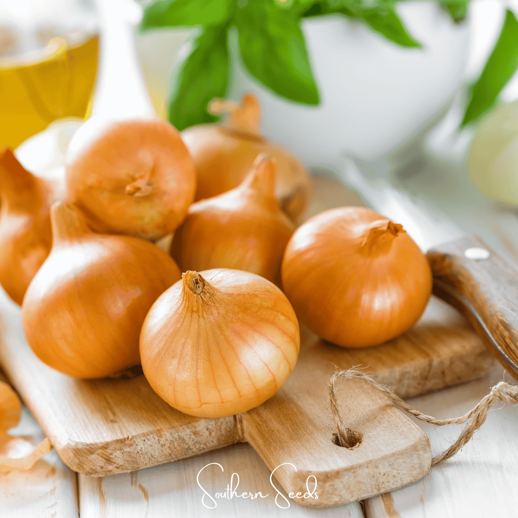 Texas Grano Early Onion – 200 Seeds Southern Seeds