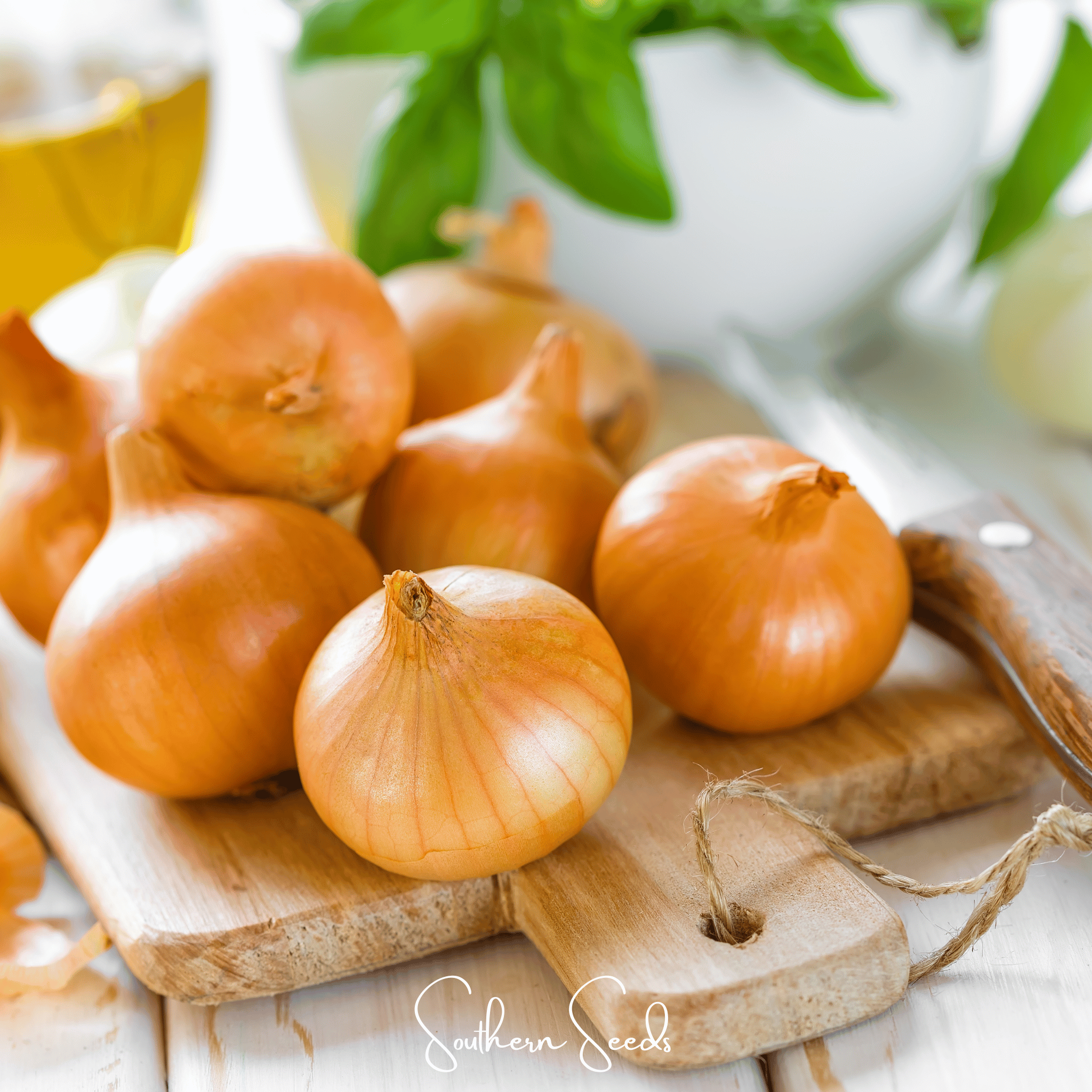 Texas Grano Early Onion – 200 Seeds Southern Seeds