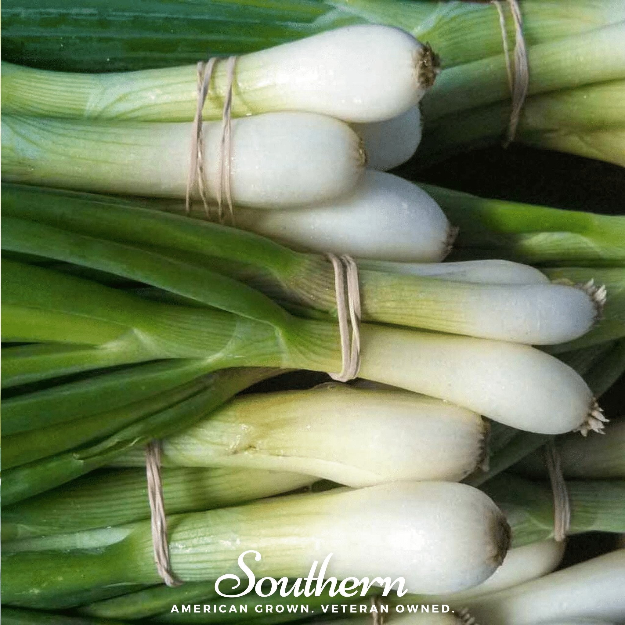 Tokyo Long White Onion – 200 Seeds Southern Seeds