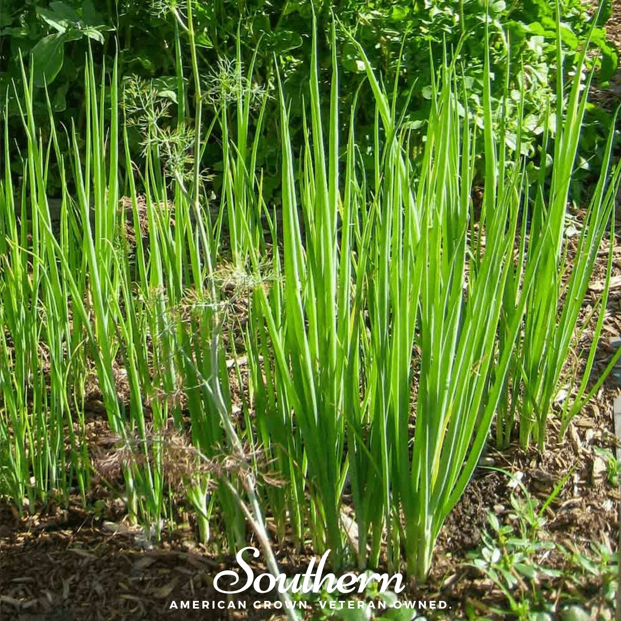 Tokyo Long White Onion – 200 Seeds Southern Seeds