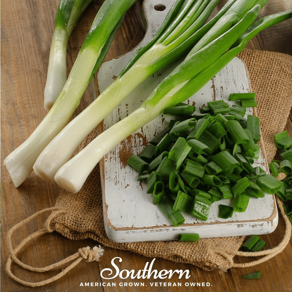 Tokyo Long White Onion – 200 Seeds Southern Seeds