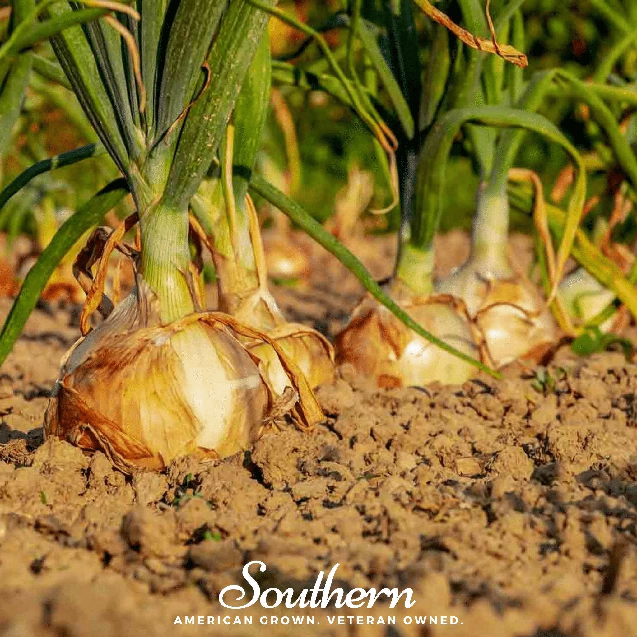 Utah Yellow Sweet Spanish Onion – 200 Seeds Southern Seeds