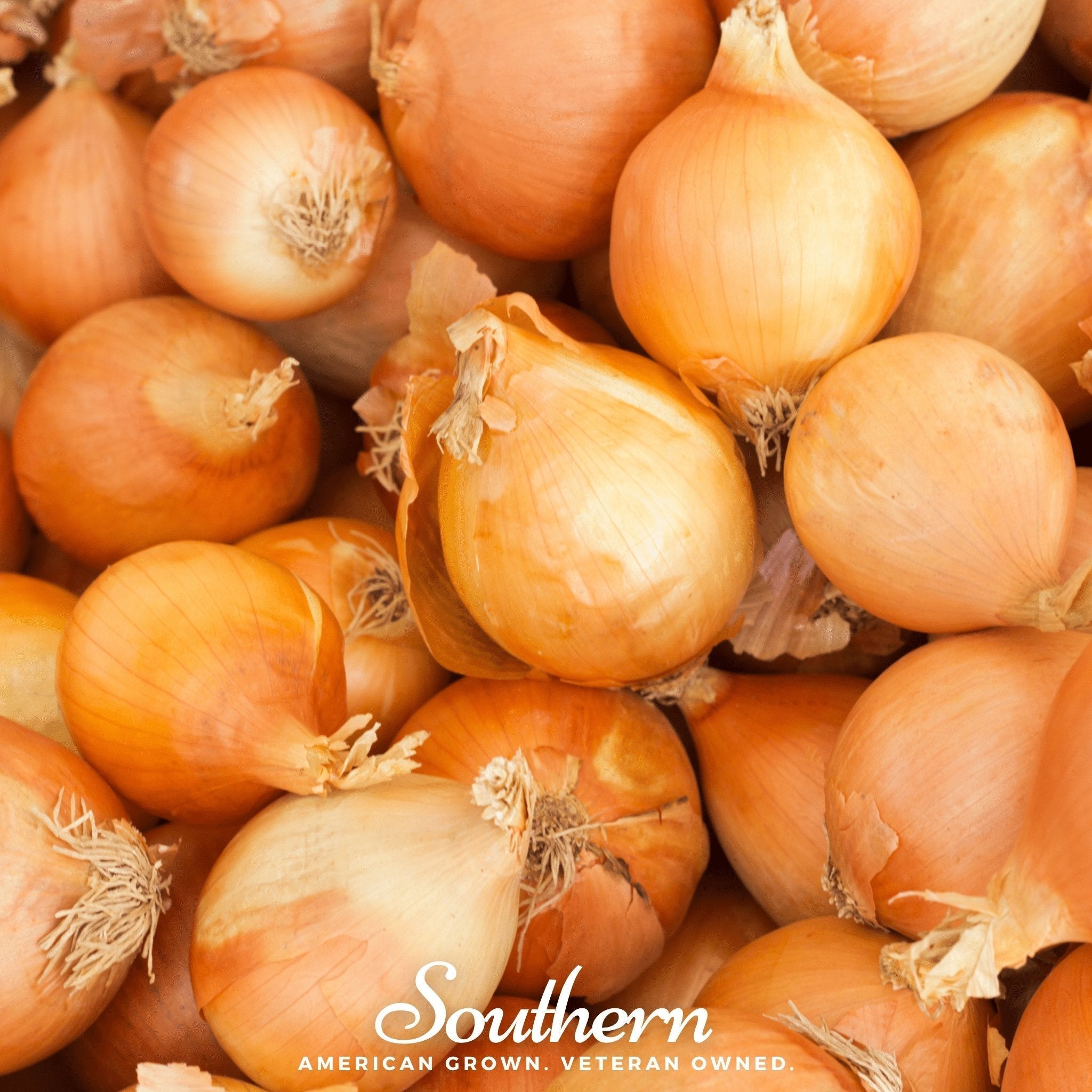 Utah Yellow Sweet Spanish Onion – 200 Seeds Southern Seeds