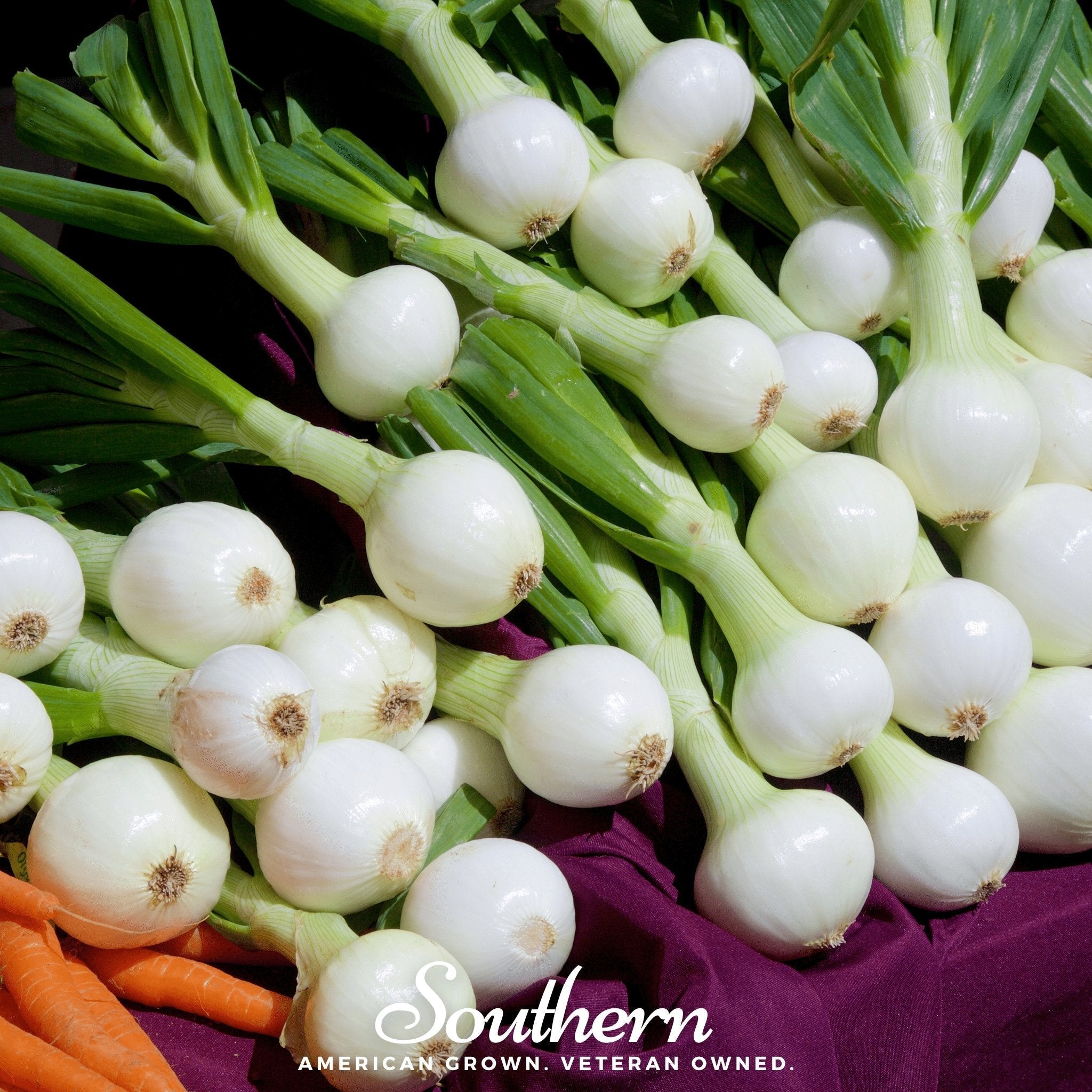 Walla Walla Onion – 200 Seeds Southern Seeds