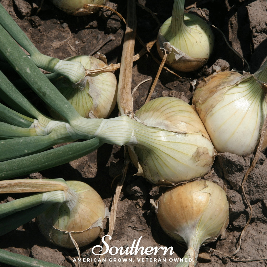 Walla Walla Onion – 200 Seeds Southern Seeds