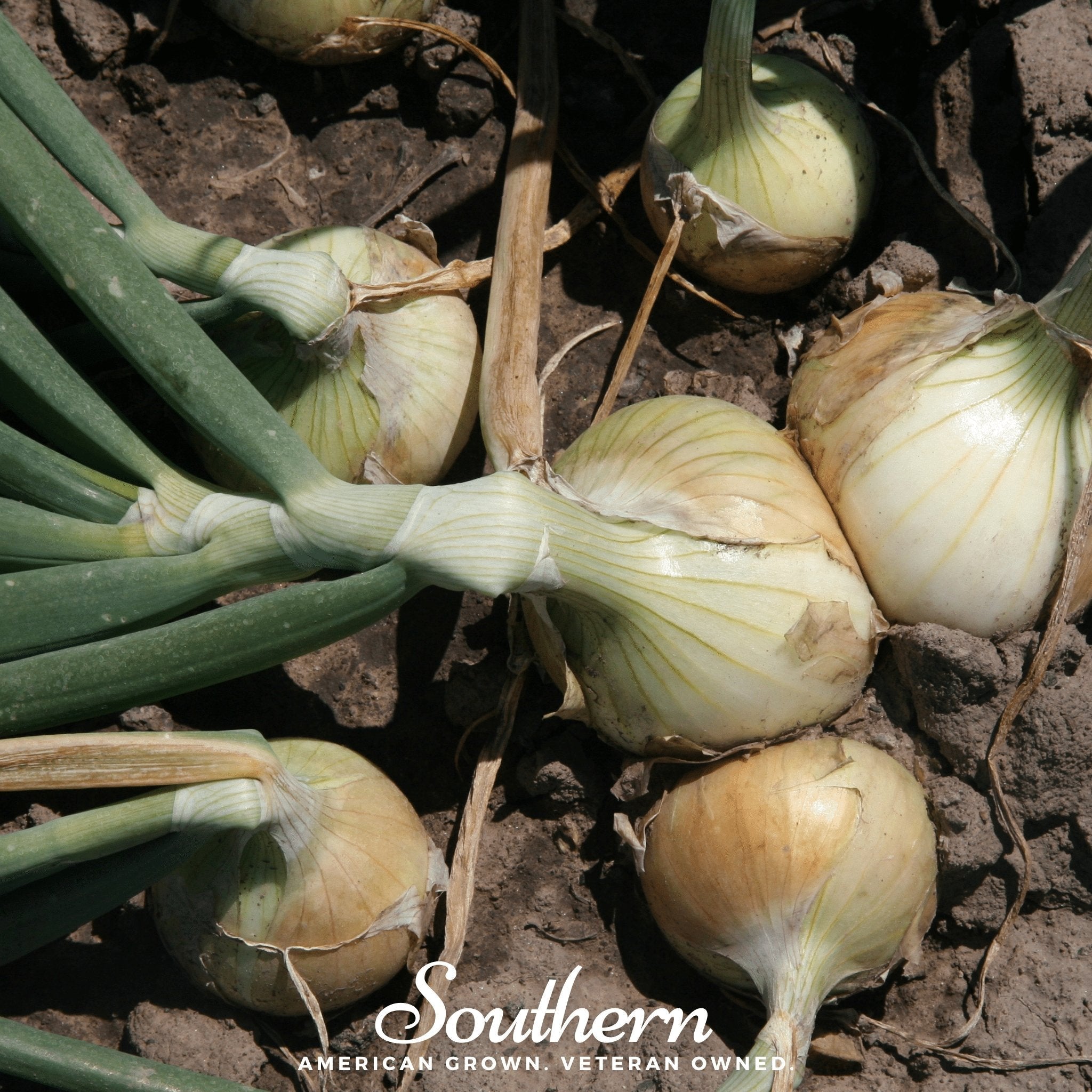 Walla Walla Onion – 200 Seeds Southern Seeds