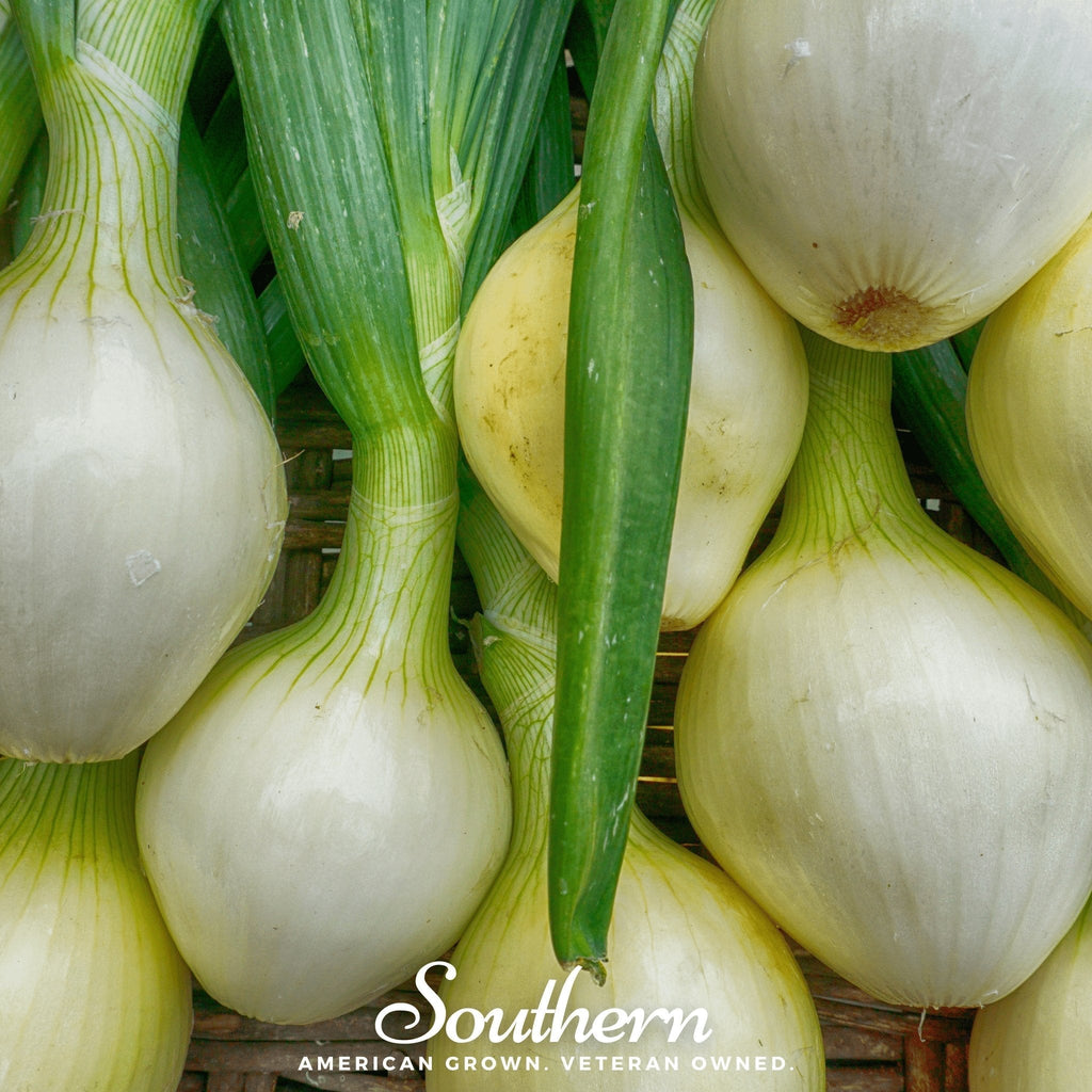 Walla Walla Onion – 200 Seeds Southern Seeds
