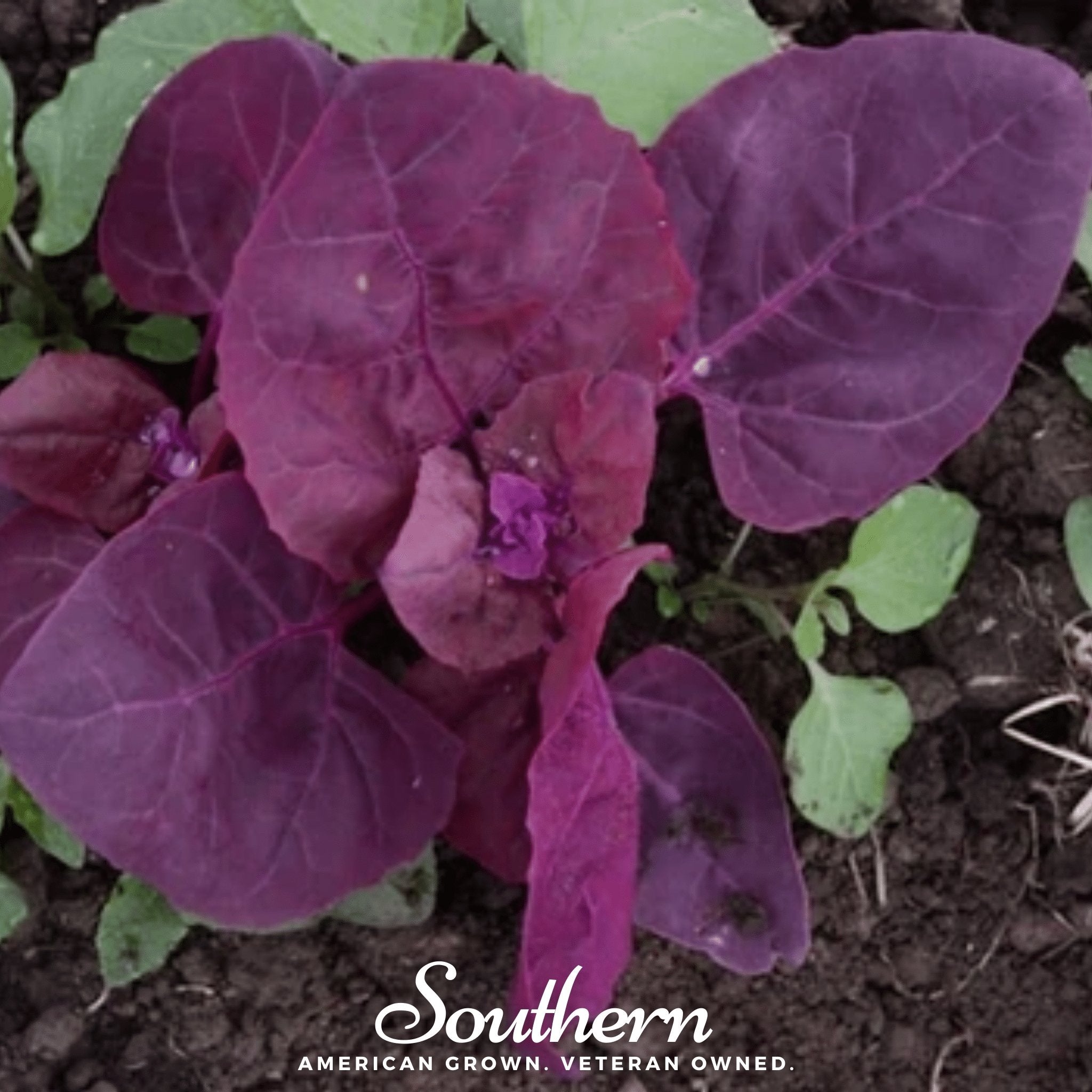 Red Plume Orach – 25 Seeds Southern Seeds