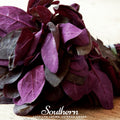 Red Plume Orach – 25 Seeds Southern Seeds