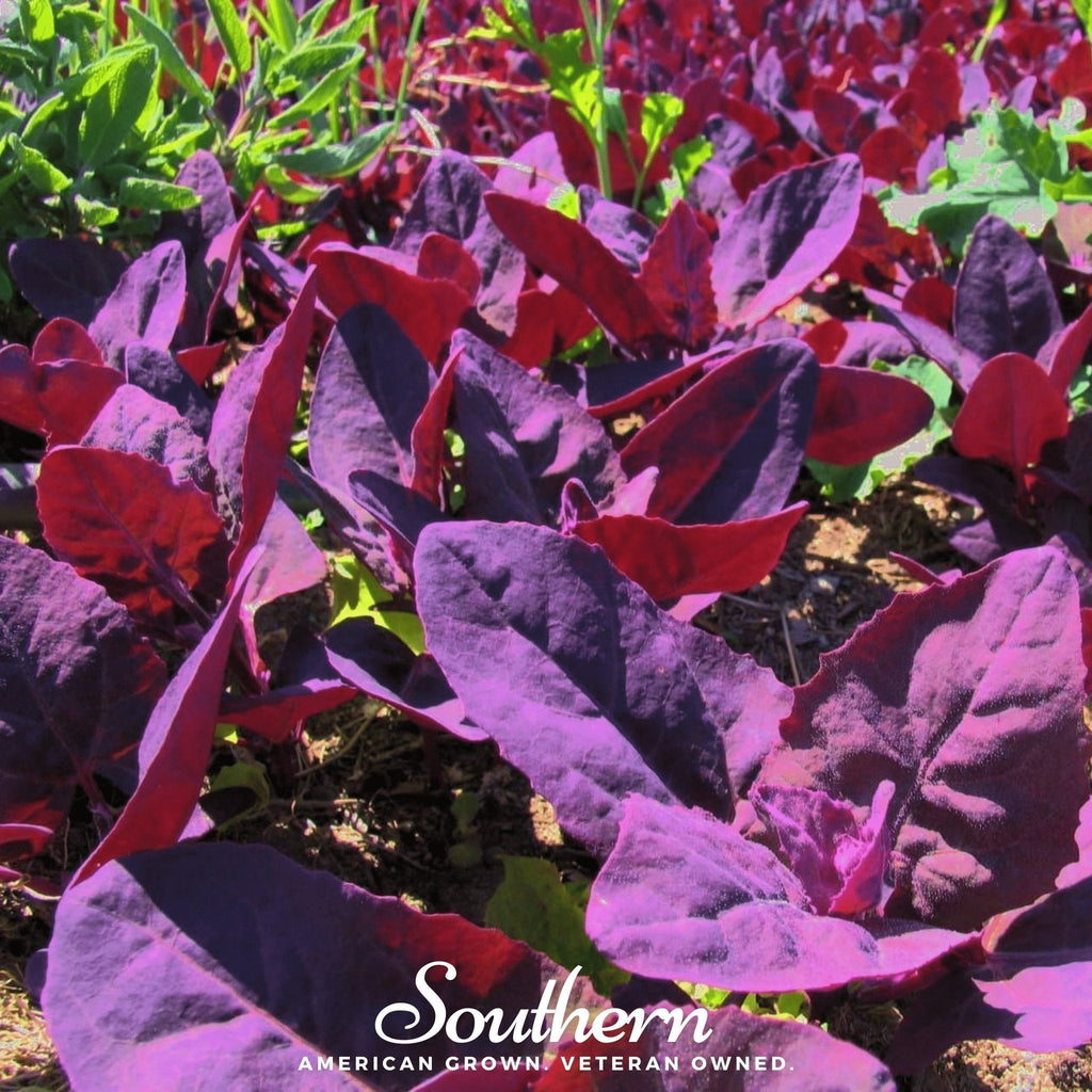Red Plume Orach – 25 Seeds Southern Seeds