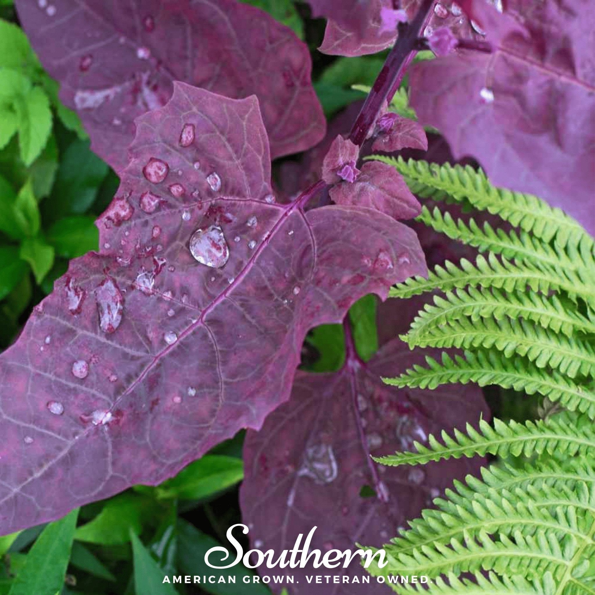 Red Plume Orach – 25 Seeds Southern Seeds