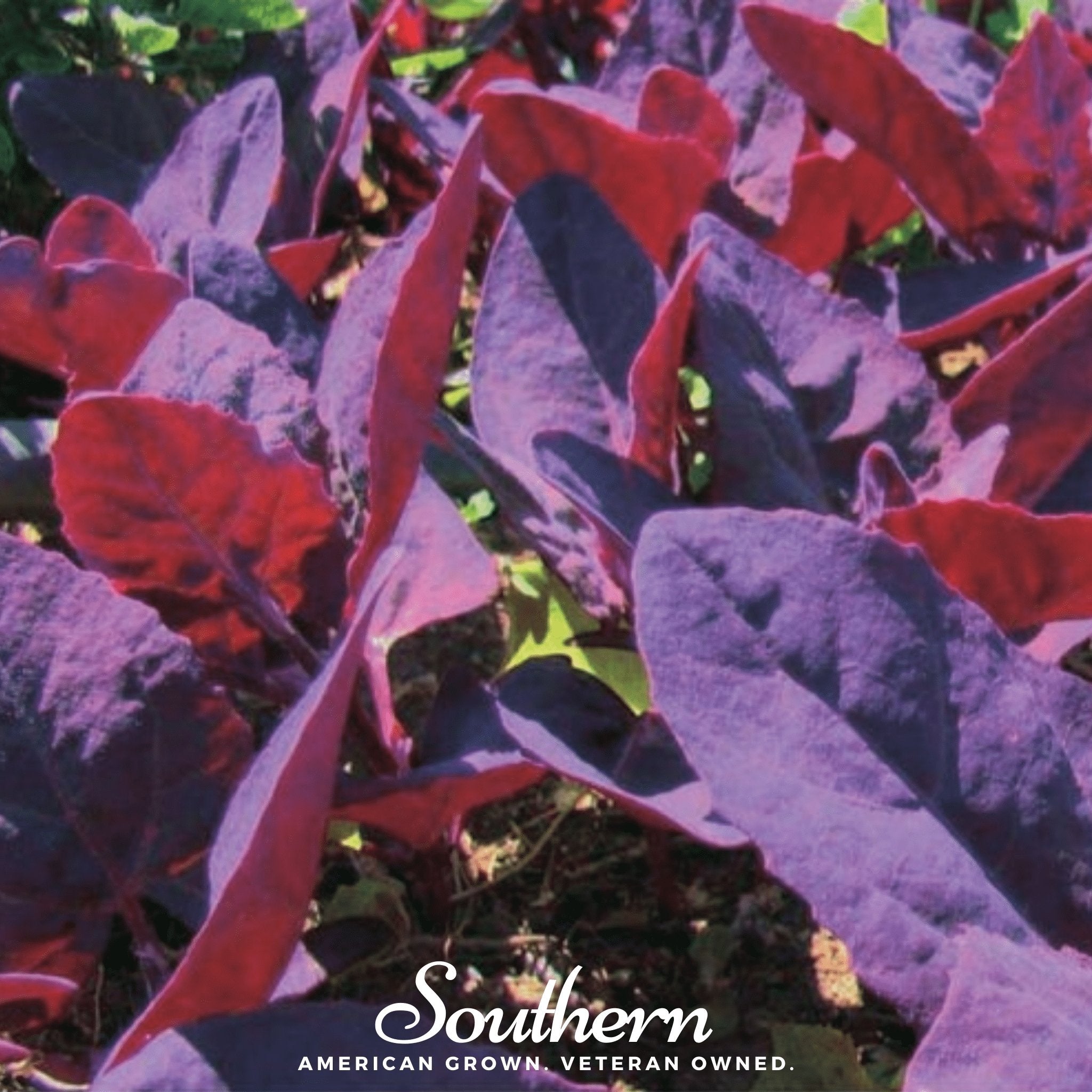 Ruby Red Orach – 25 Seeds Southern Seeds