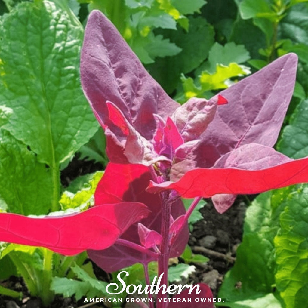 Ruby Red Orach – 25 Seeds Southern Seeds