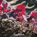 Ruby Red Orach – 25 Seeds Southern Seeds