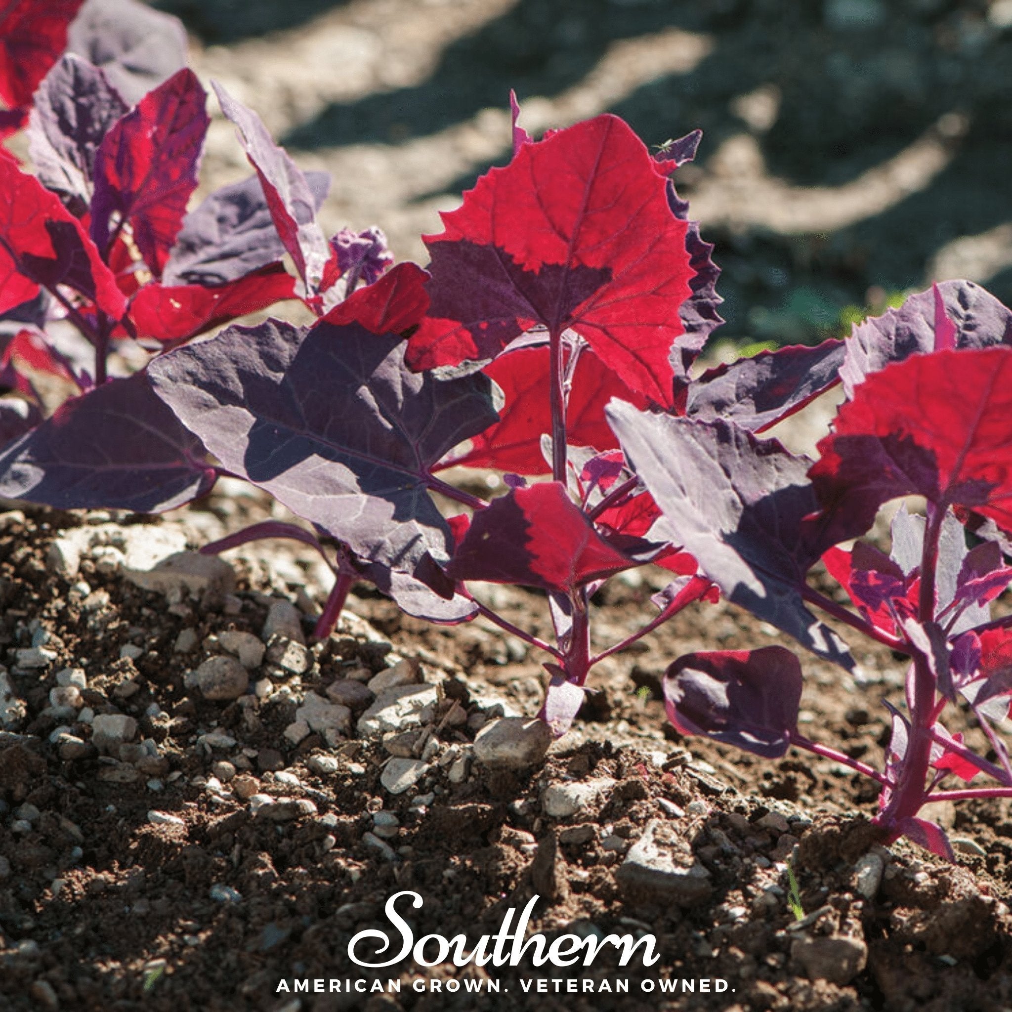 Ruby Red Orach – 25 Seeds Southern Seeds