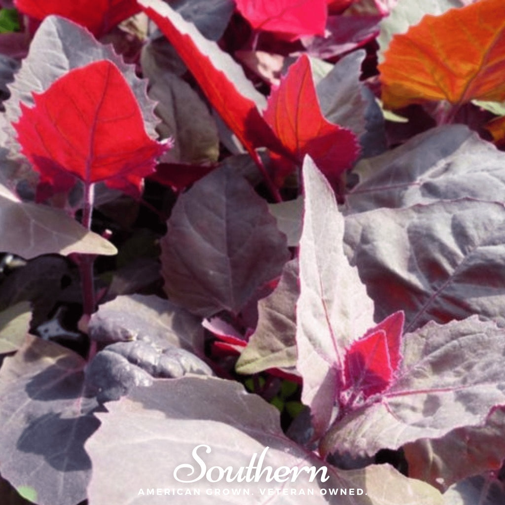 Ruby Red Orach – 25 Seeds Southern Seeds