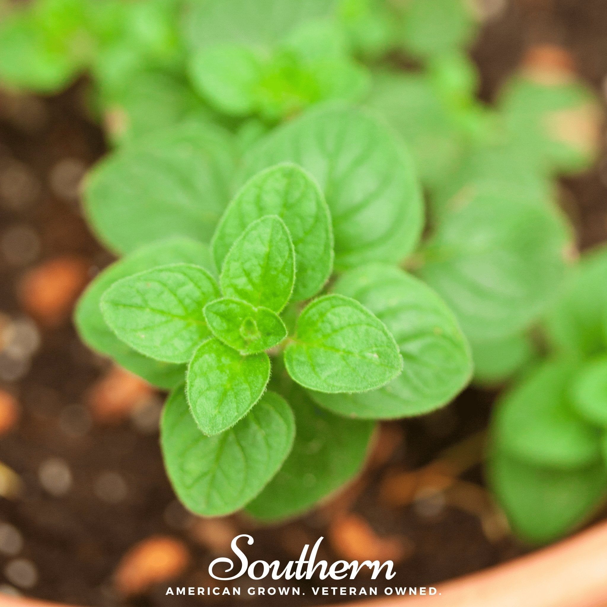 Greek Oregano – 200 Seeds Southern Seeds