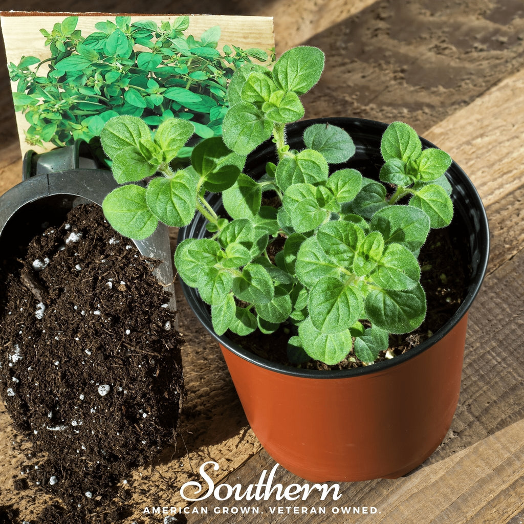 Greek Oregano – 200 Seeds Southern Seeds