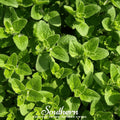 Greek Oregano – 200 Seeds Southern Seeds