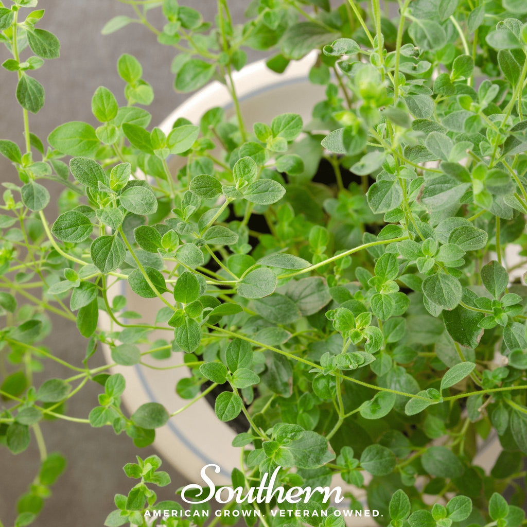 Italian Oregano – 200 Seeds Southern Seeds