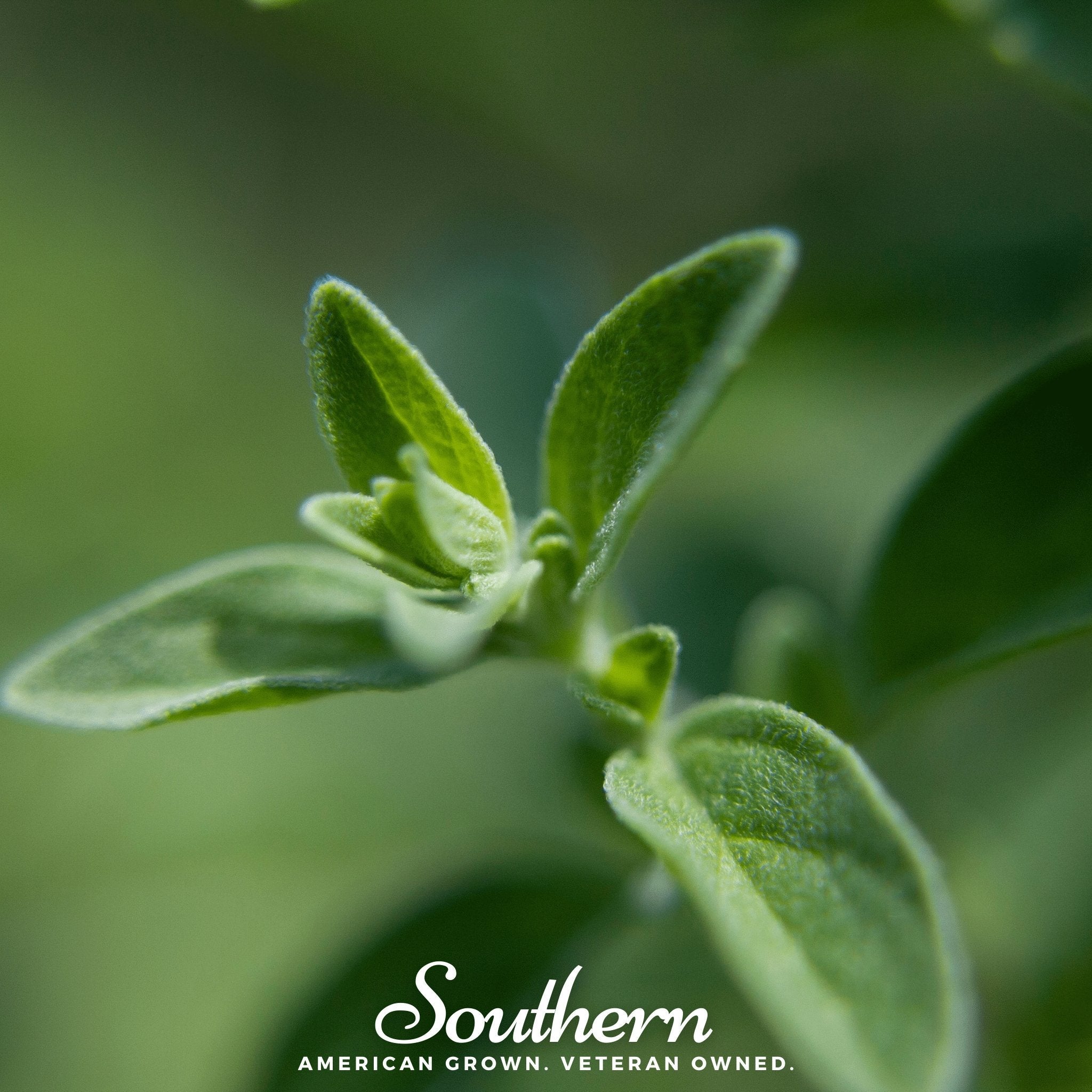 Italian Oregano – 200 Seeds Southern Seeds