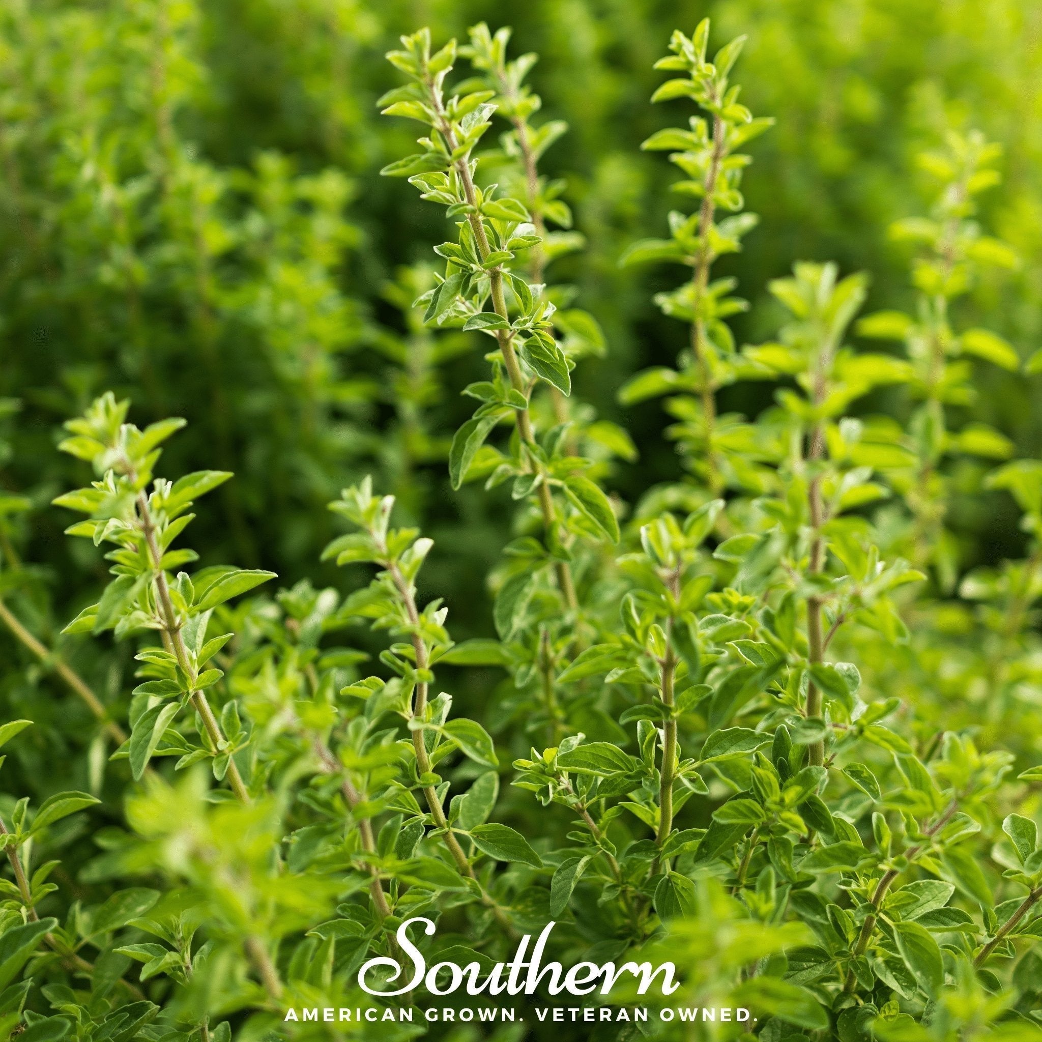 Italian Oregano – 200 Seeds Southern Seeds