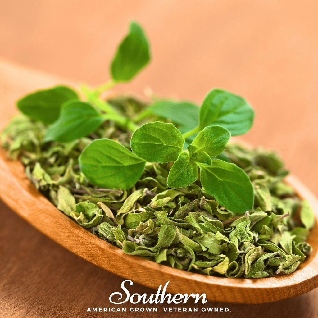 Italian Oregano – 200 Seeds Southern Seeds