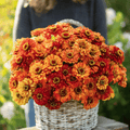 Oriole Zinnia – 50 Seeds Southern Seeds