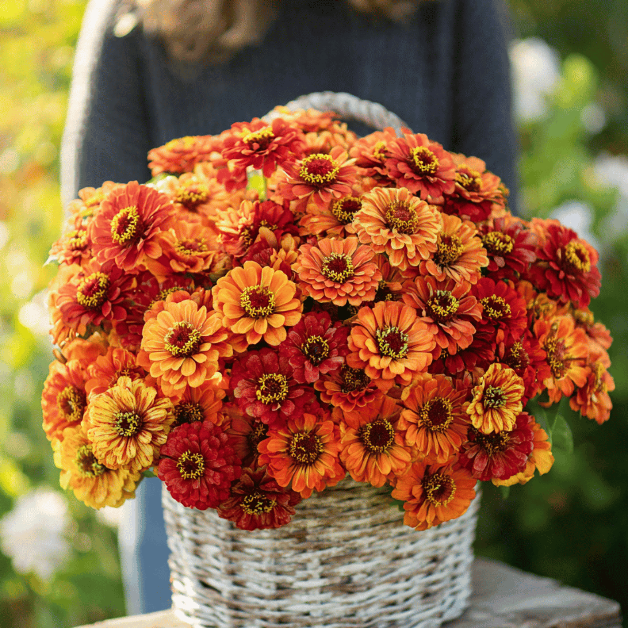 Oriole Zinnia – 50 Seeds Southern Seeds