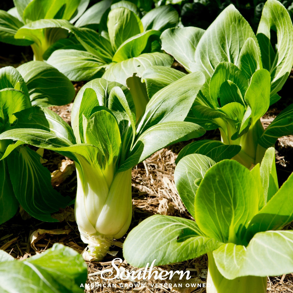 Canton Pak Choi – 100 Seeds Southern Seeds
