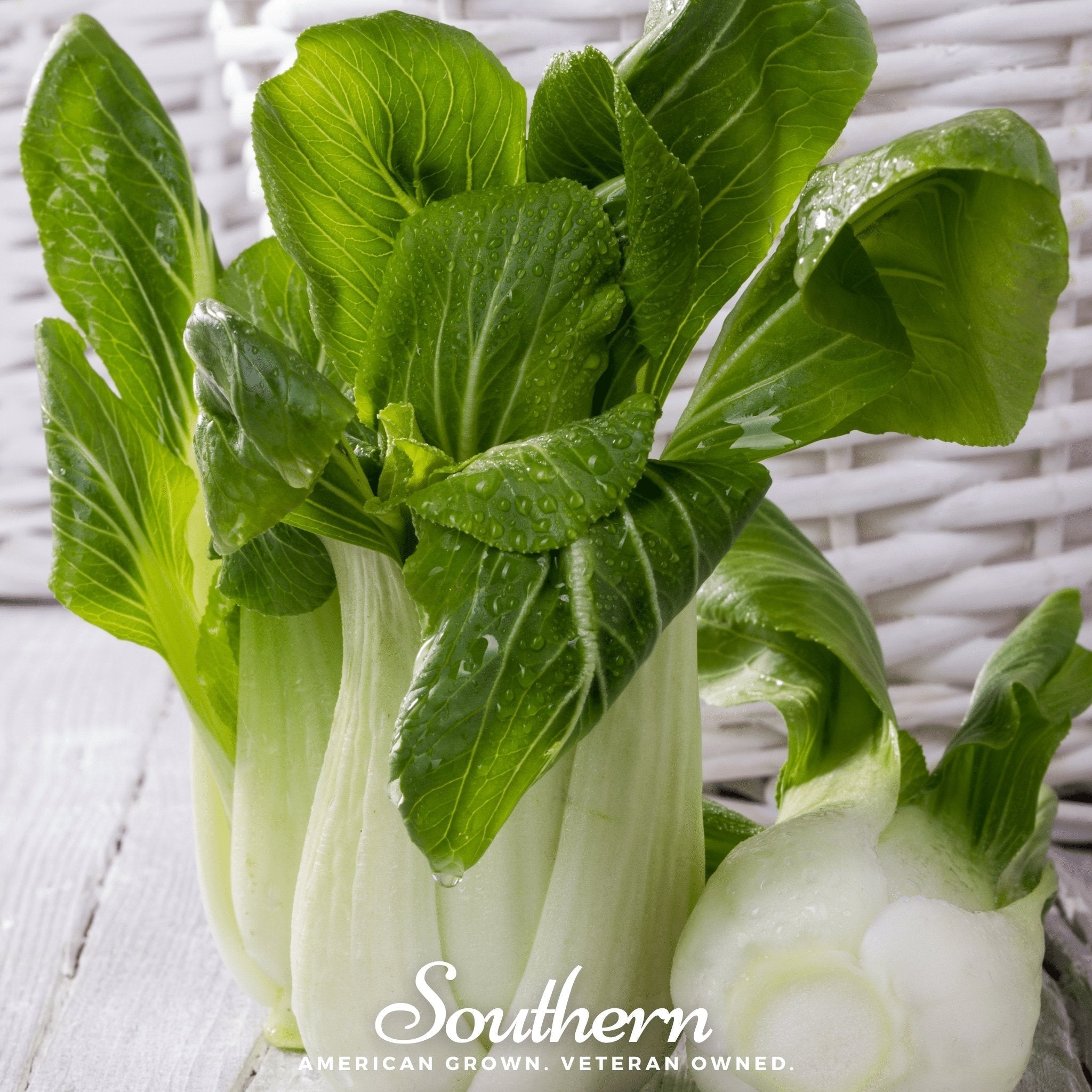 Canton Pak Choi – 100 Seeds Southern Seeds