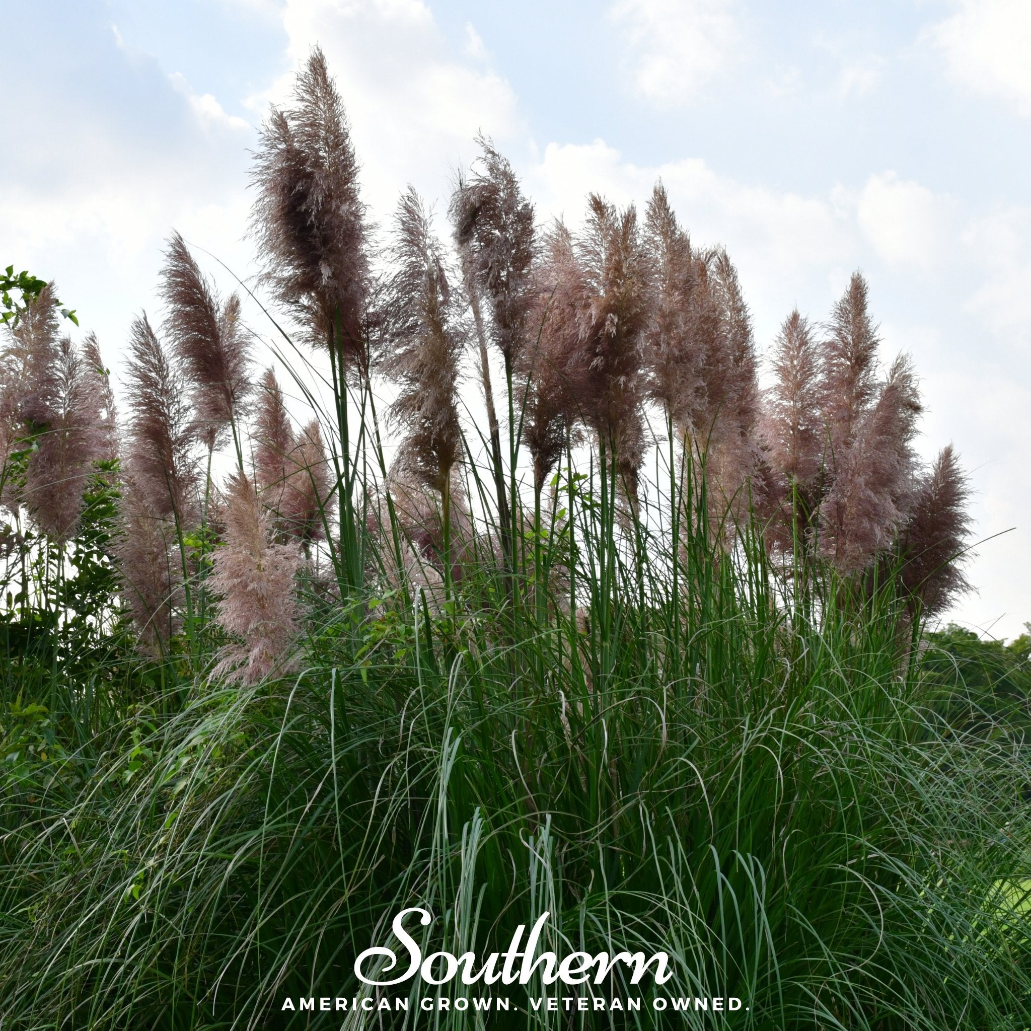 Pink Pampas Grass – 100 Seeds Southern Seeds