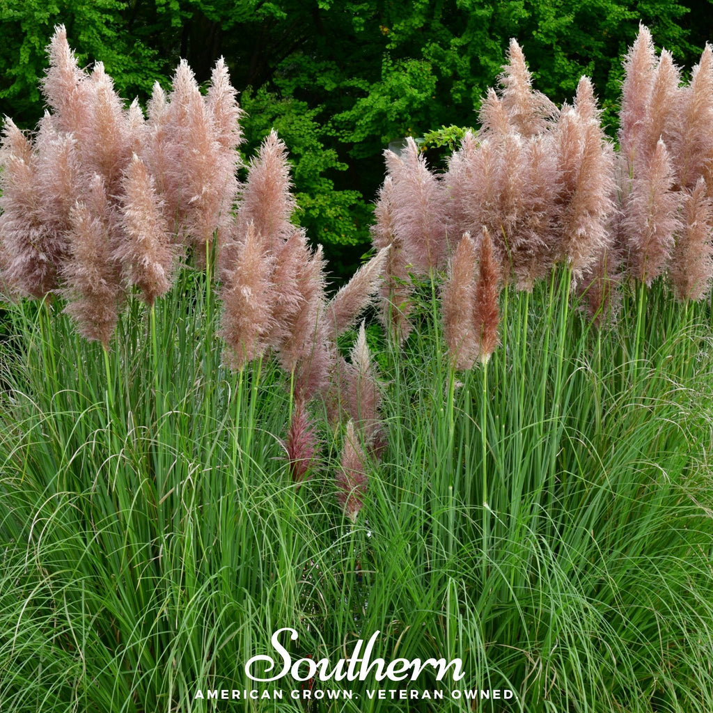 Pink Pampas Grass – 100 Seeds Southern Seeds