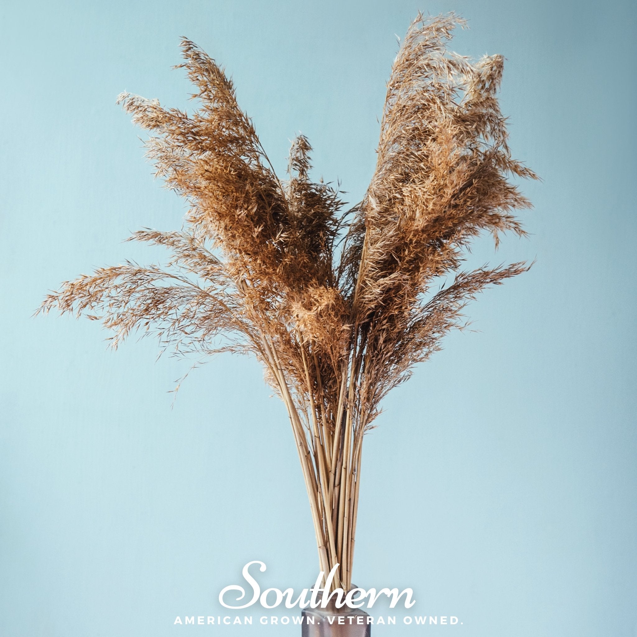 Pink Pampas Grass – 100 Seeds Southern Seeds