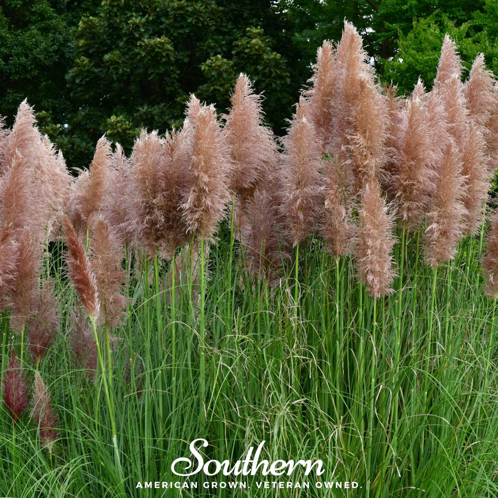 Pink Pampas Grass – 100 Seeds Southern Seeds