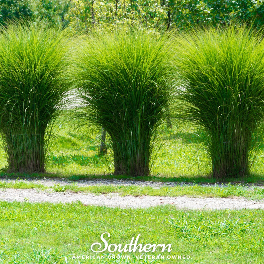 White Pampas Grass – 100 Seeds Southern Seeds