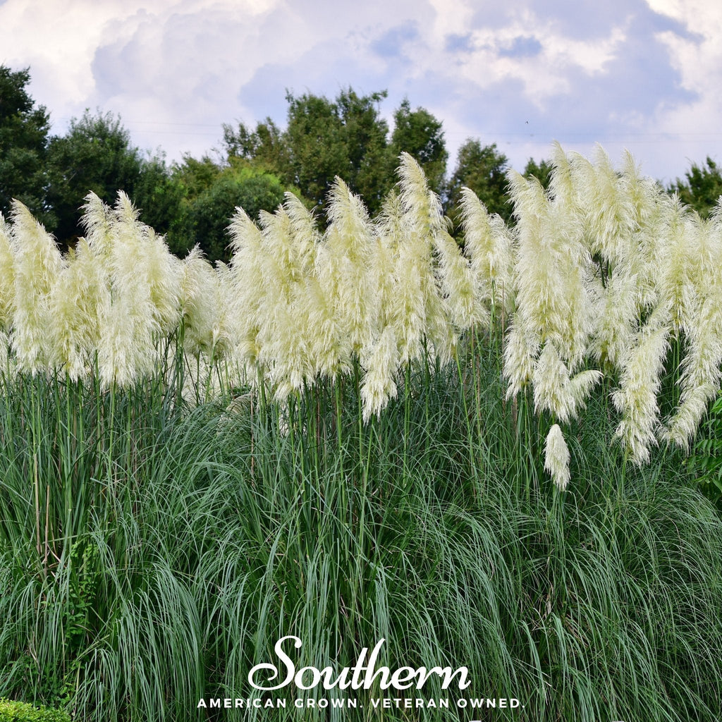 White Pampas Grass – 100 Seeds Southern Seeds