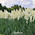 White Pampas Grass – 100 Seeds Southern Seeds