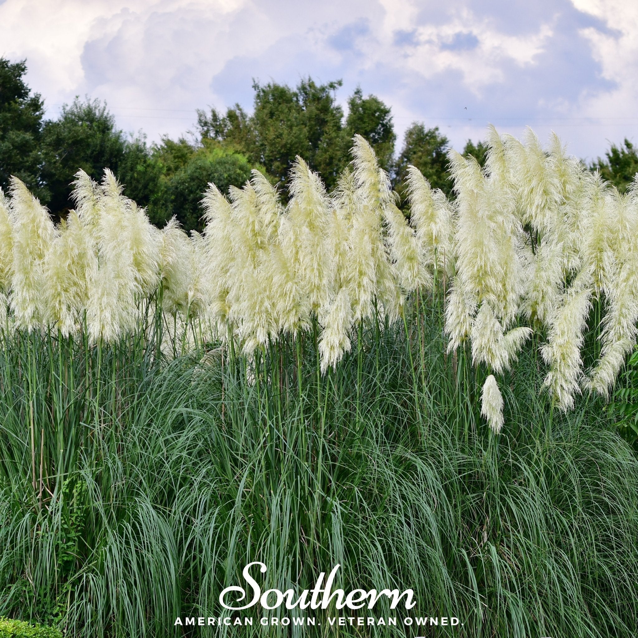 White Pampas Grass – 100 Seeds Southern Seeds