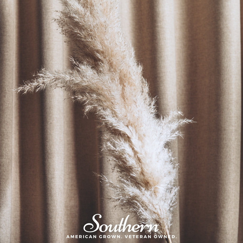 White Pampas Grass – 100 Seeds Southern Seeds