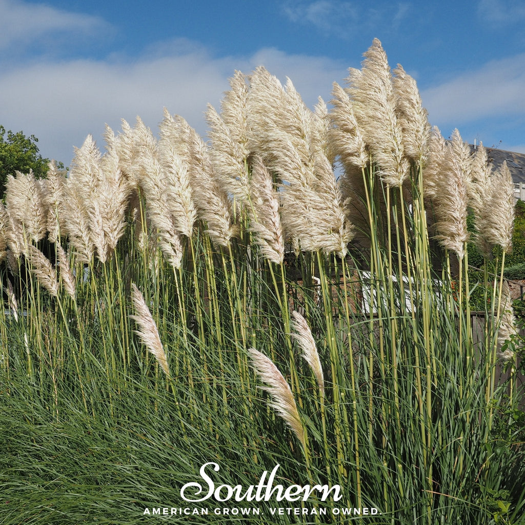 White Pampas Grass – 100 Seeds Southern Seeds