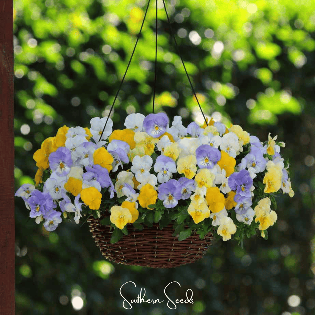 Pastel Pansy Mix – 100 Seeds Southern Seeds