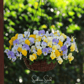 Pastel Pansy Mix – 100 Seeds Southern Seeds
