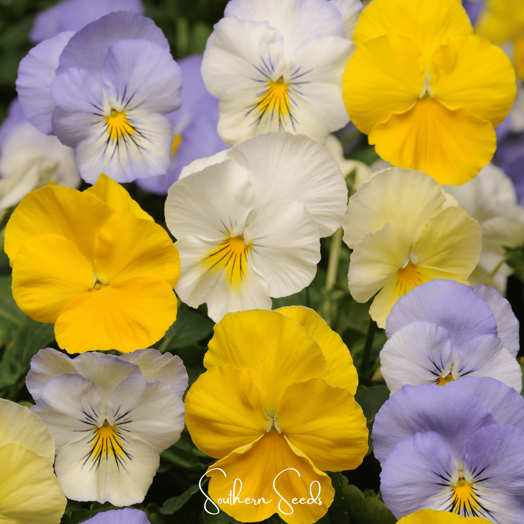 Pastel Pansy Mix – 100 Seeds Southern Seeds