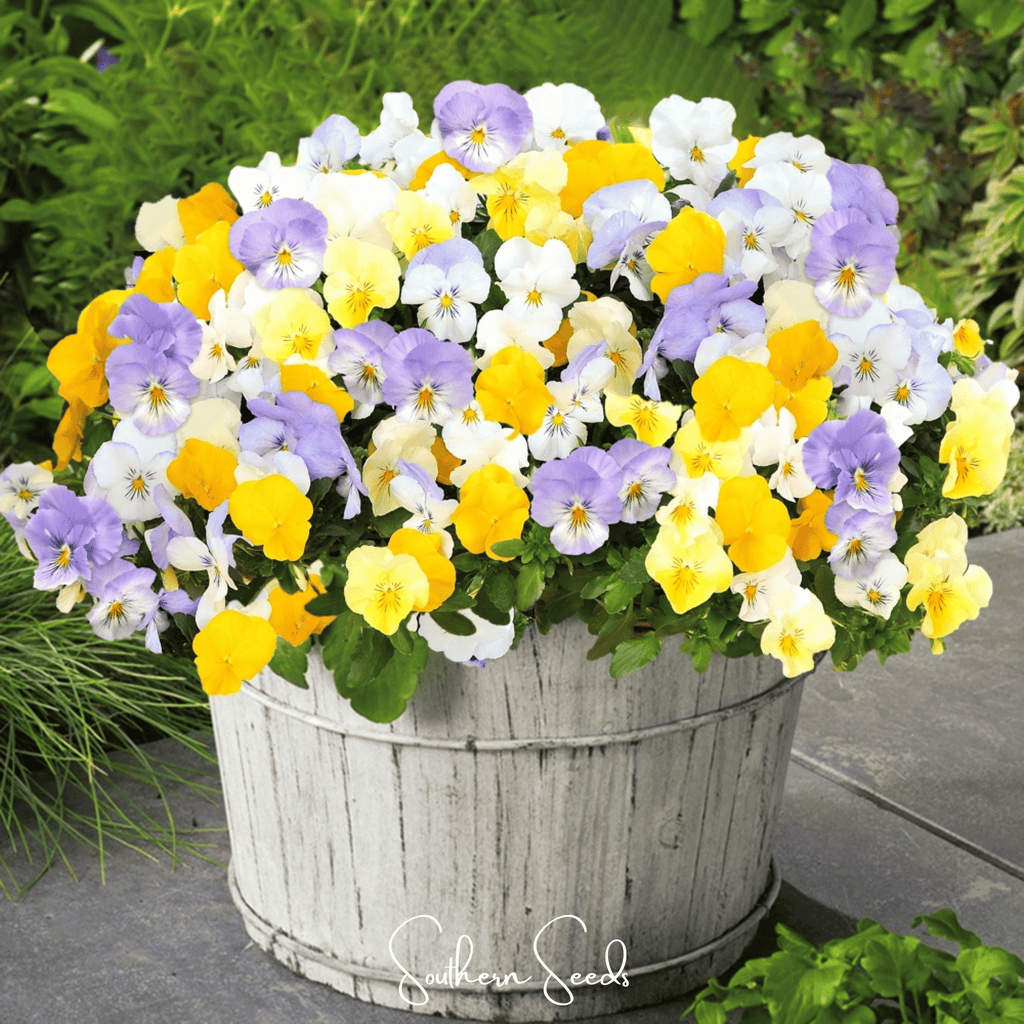 Pastel Pansy Mix – 100 Seeds Southern Seeds