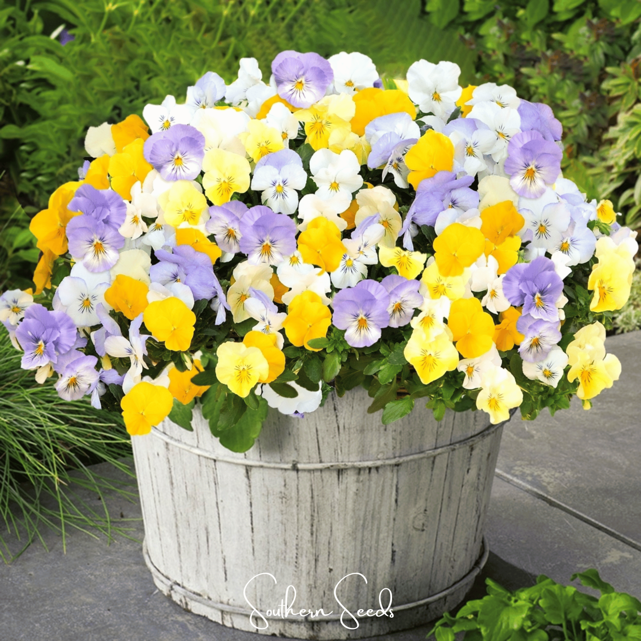 Pastel Pansy Mix – 100 Seeds Southern Seeds